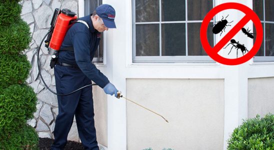 Ağlı Uçan Haşere İlaçlama böcek ilaçlama ve haşere kontrolü — ilaclama-tr.com